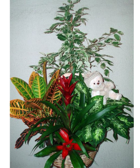 Un vistoso centro de plantas perfecto para dar un toque de frescor a la estancia del hospital o al propio hogar.
Entre el verdor se esconde un divertido peluche para el recin nacido.
La cesta incluye:<br>
- Centro de plantas variadas<br>
- Un simptico peluche (a elegir entre azul o rosa)<br><br>
Nota: El modelo de la cesta puede variar segn existencias.