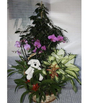 Gran cesta de plantas y flores que aporta un toque natural y fresco a cualquier estancia. Incluye, entre otras plantas, una preciosa orqudea. 
Aproximadamente un metro de envergadura.
La cesta incluye:<br>
- Una orqudea<br>
- Plantas variadas<br>
- Un simptico peluche<br><br>
Nota: El modelo de la cesta puede variar segn existencias.