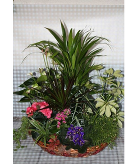 Una cesta de flores y plantas que aportar frescor y decorar cualquier estancia.<br>
Un regalo que siempre queda bien.<br><br>
Nota: El modelo de la cesta puede variar segn existencias
