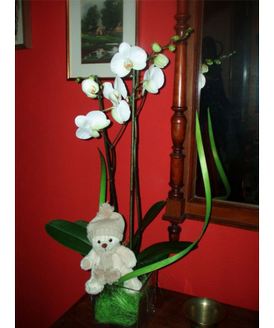 El regalo perfecto para embellecer cualquier estancia de forma elegante.
Se incluye:<br>
- Macetero de cristal<br>
- Orqudea de dos ramas decoradas<br>
- Un simptico peluche<br>