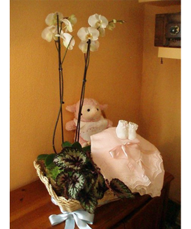 Una completa canastilla con varios regalos para el beb y unas bonitas orqudeas perfectas para decorar cualquier estancia.
Esta canastilla incluye:<br>
- Una orqudea de dos ramas<br>
- Otra planta<br>
- Un divertido peluche<br>
- Unos patucos<br>
- Un juego de baberos<br>
- Una manta para el recin nacido<br>
- A elegir entre los colores azul, rosa o neutro<br>
