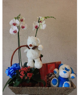 Una de las flores ms bonitas del planeta, la orqudea, es la protagonista de esta divertida y a la vez elegante canastilla, que va acompaada de otras flores, dos divertidos peluches para el recin nacido y una caja de bombones para endulzar a la mami y los presente.
La canastilla incluye:<br>
- Una orqudea con dos ramas y otra planta de flor<br>
- Dos simpticos peluches<br>
- Una caja de bombones<br>